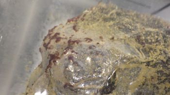 Media type: image;   Invertebrate Zoology 153117 Description: live specimen;